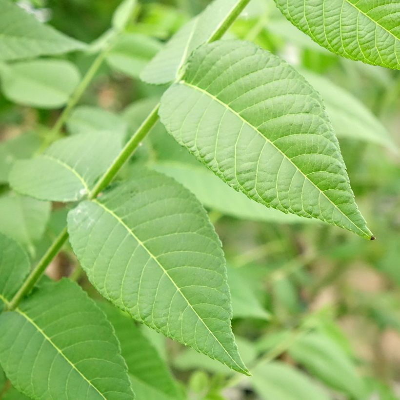 Juglans nigra - Noyer noir (Feuillage)