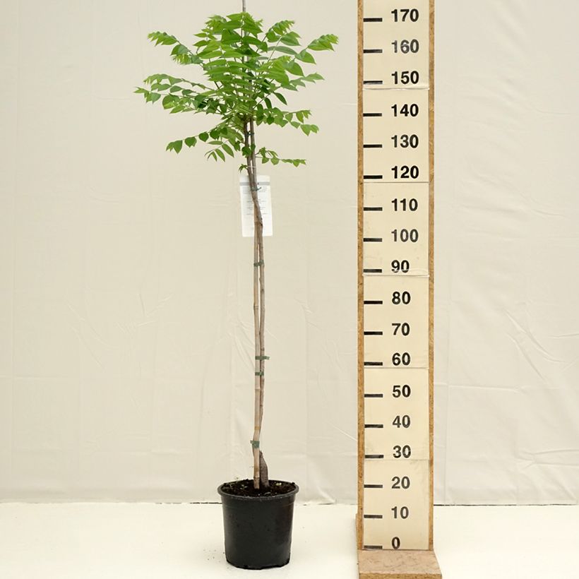 Spécimen de Juglans nigra - Noyer noir Pot de 7,5L/10L tel que livré au printemps