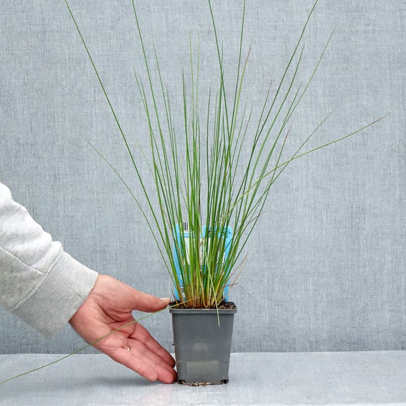 Spécimen de Juncus effusus - Jonc diffus Godet de 8/9 cm tel que livré en été
