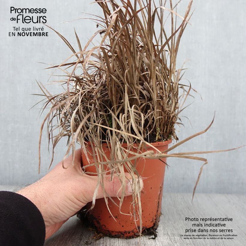 Spécimen de Juncus ensifolius Pot de 1L/1,5L tel que livré en automne