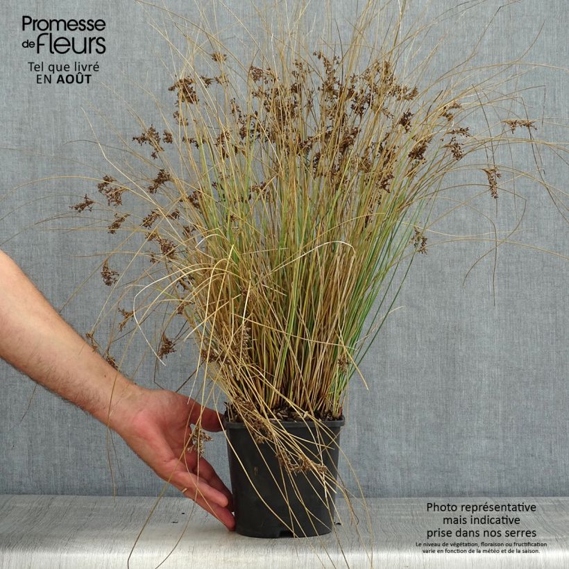Spécimen de Juncus inflexus Blue Arrows - Jonc glauque Pot de 2L/3L tel que livré en été