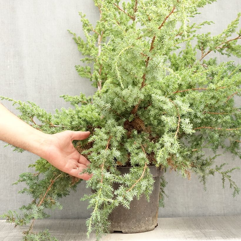 Spécimen de Juniperus chinensis Blue Alps - Genévrier de Chine Pot de 7,5L/10L tel que livré en été