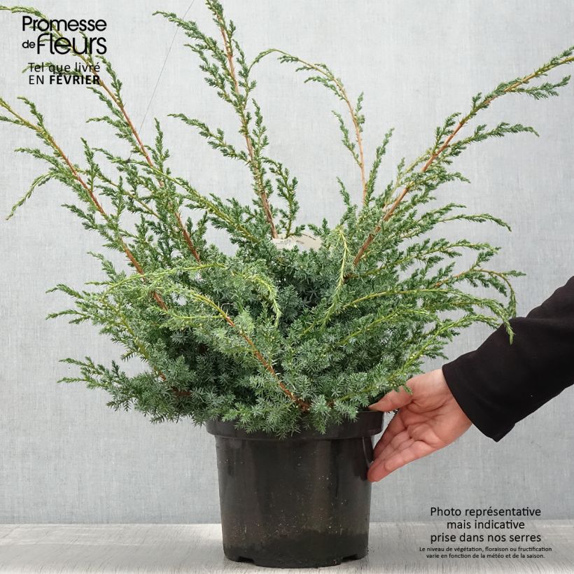 Spécimen de Juniperus chinensis Blue Alps - Genévrier de Chine tel que livré en hiver