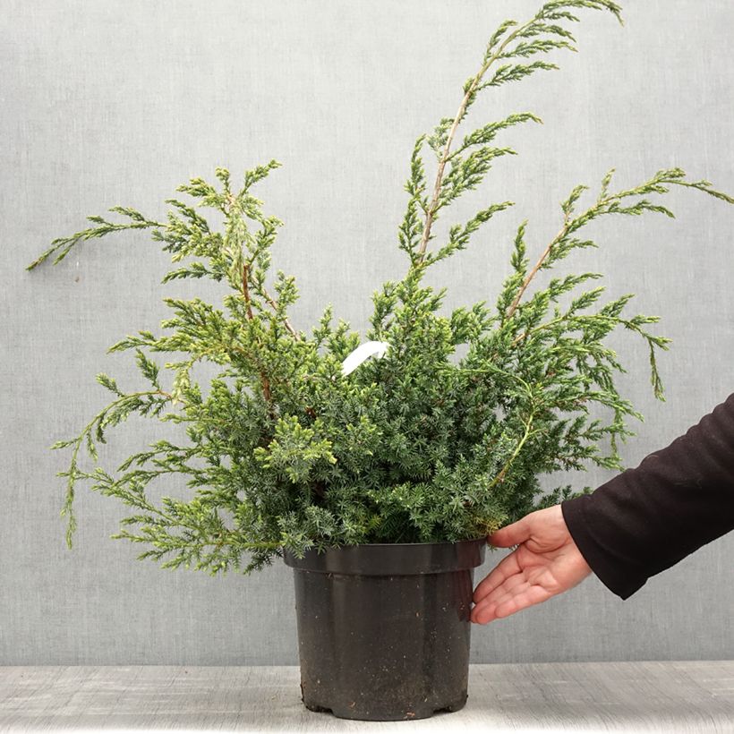 Spécimen de Juniperus chinensis Blue Alps - Genévrier de Chine en pot de 7,5L/10L tel que livré au printemps