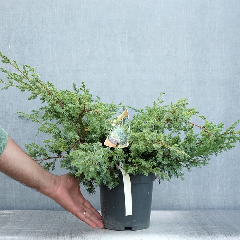 Spécimen de Juniperus chinensis Blue Alps - Genévrier de Chine Pot de 2L/3L tel que livré en été
