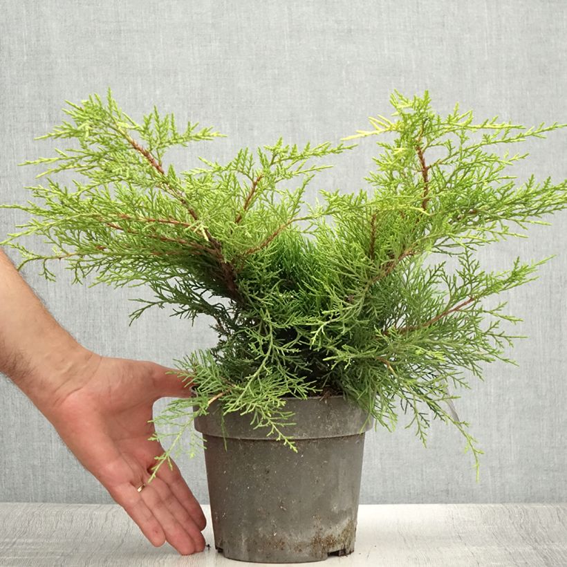 Spécimen de Juniperus chinensis Golden Saucer - Genévrier hybride Pot de 2L/3L tel que livré en été