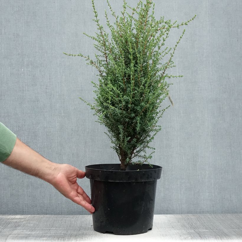 Spécimen de Juniperus communis Arnold - Genévrier commun Pot de 7,5L/10L tel que livré en été