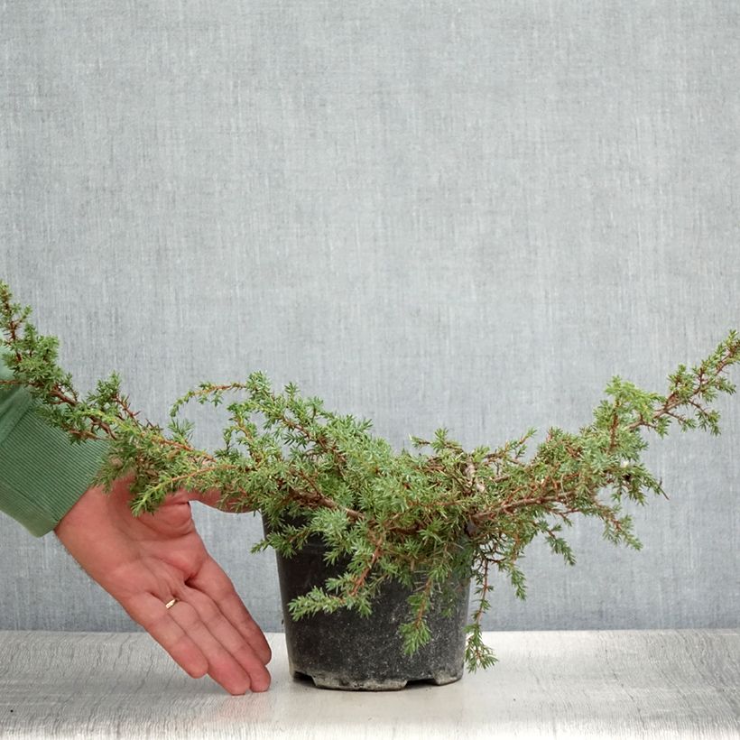 Spécimen de Juniperus communis Hornibrookii - Genévrier commun                - Pot de 1,5L/2L tel que livré en été