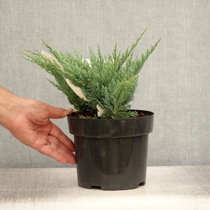 Spécimen de Juniperus horizontalis Blue Chip - Genévrier rampant               Pot de 2L/3L, Largeur 20cm tel que livré en été