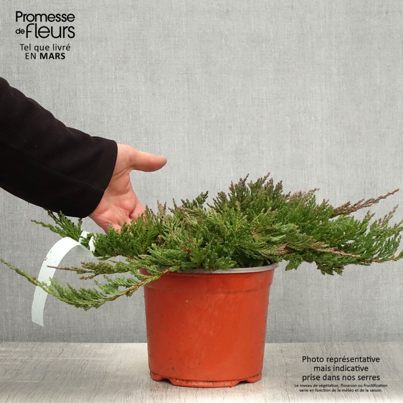 Spécimen de Juniperus horizontalis Blue Chip - Genévrier rampant               Pot de 2L/3L, Largeur 20cmHauteur livrée env. 10cm tel que livré au printemps