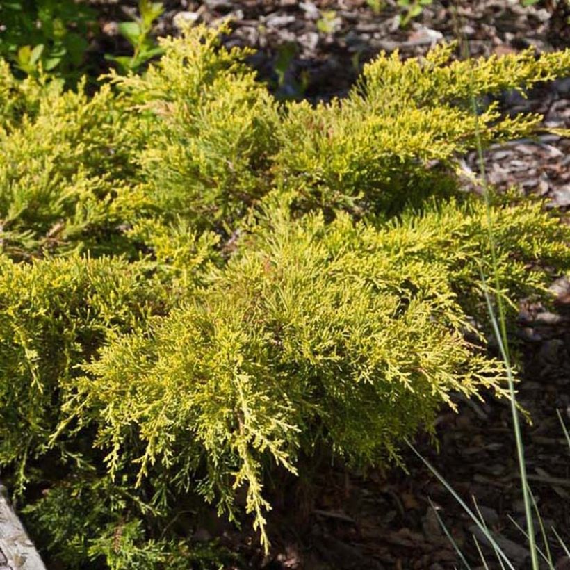 Genévrier - Juniperus pfitzeriana Goldkissen (Feuillage)