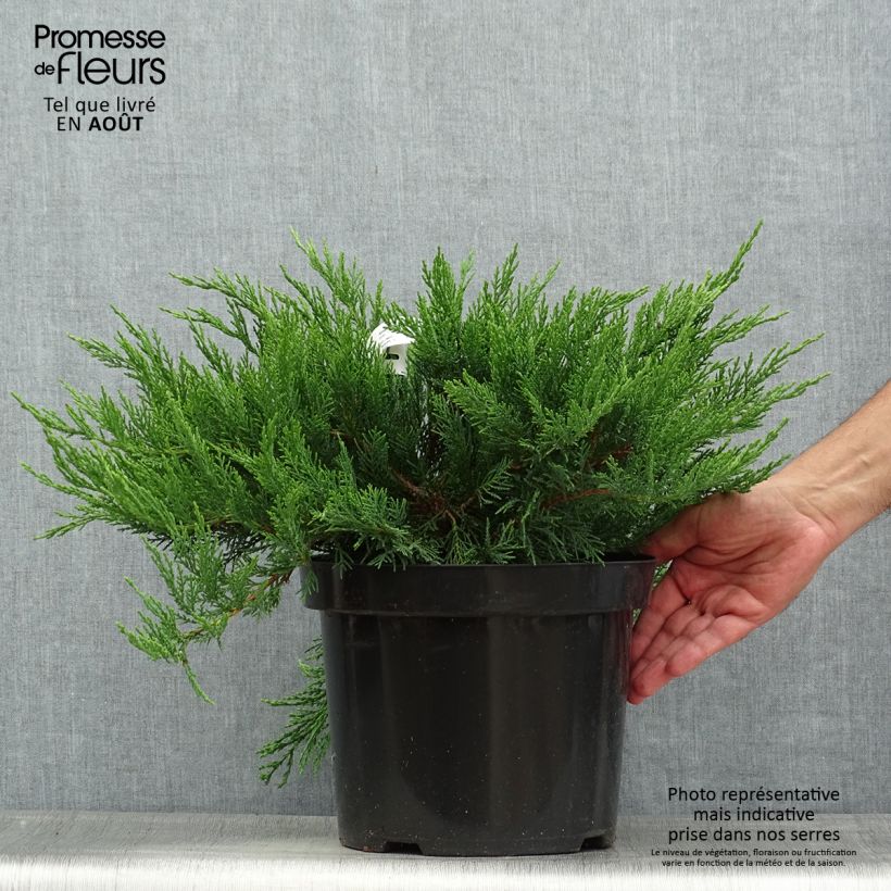 Spécimen de Juniperus sabina Tamariscifolia - Genévrier sabine Pot de 7,5L/10L tel que livré en été
