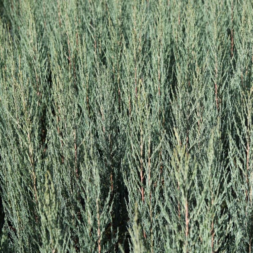 Genévrier de Virginie -Juniperus scopulorum Blue Arrow (Feuillage)