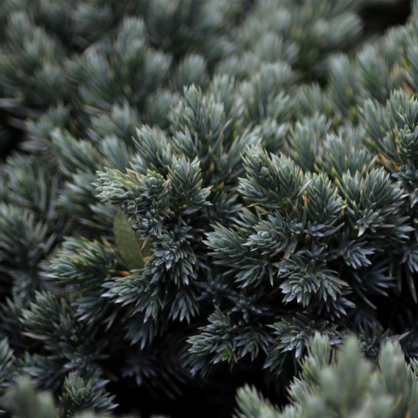 Juniperus squamata Blue Star - Genévrier écailleux (Feuillage)