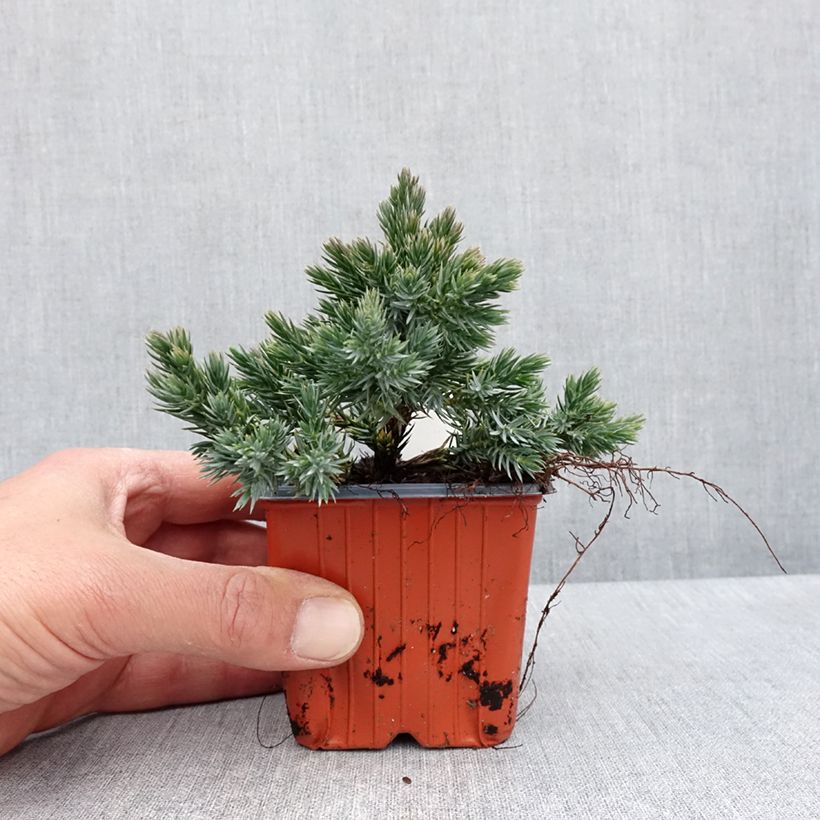 Spécimen de Juniperus squamata Blue Star - Genévrier écailleux - Godet de 8/9 cm tel que livré au printemps