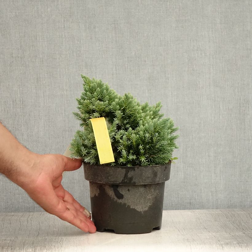 Spécimen de Juniperus squamata Blue Star - Genévrier écailleux Pot de 2L/3L tel que livré en été