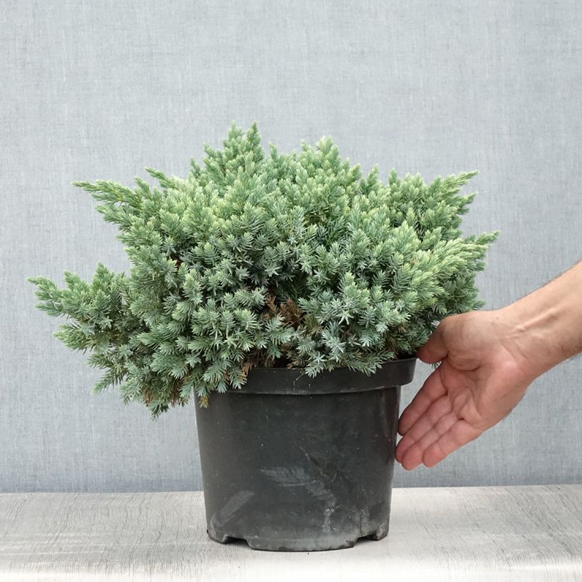 Spécimen de Juniperus squamata Blue Star - Genévrier écailleux Pot de 3L/4L tel que livré en été