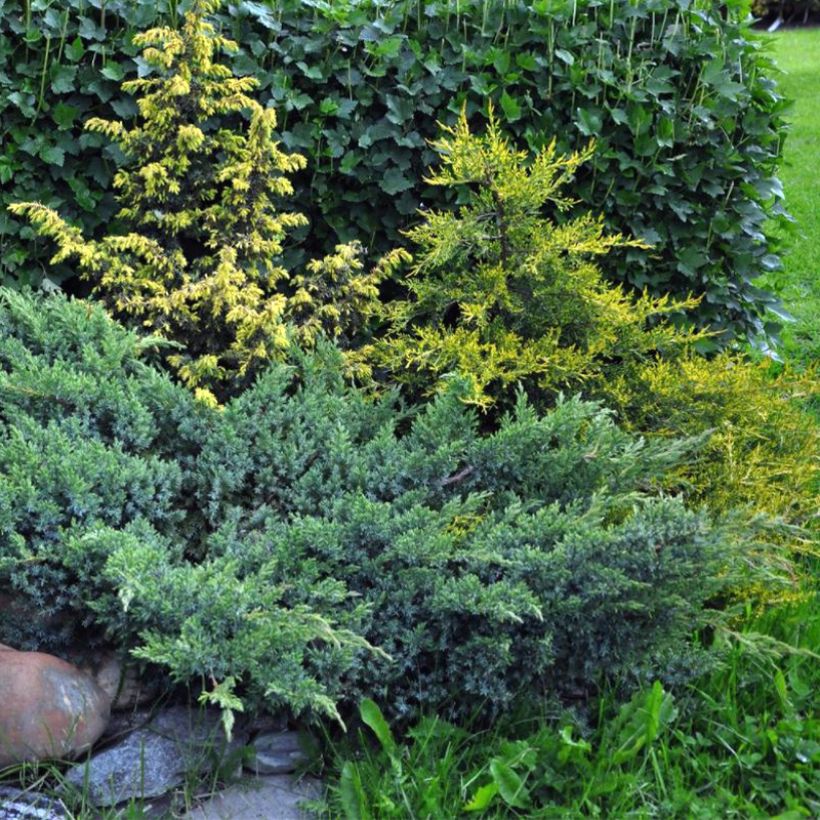 Genévrier écailleux - Juniperus squamata Blue Swede (Port)