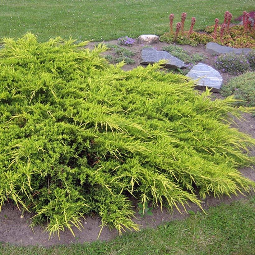 Genévrier - Juniperus x media Pfitzeriana Aurea (Port)