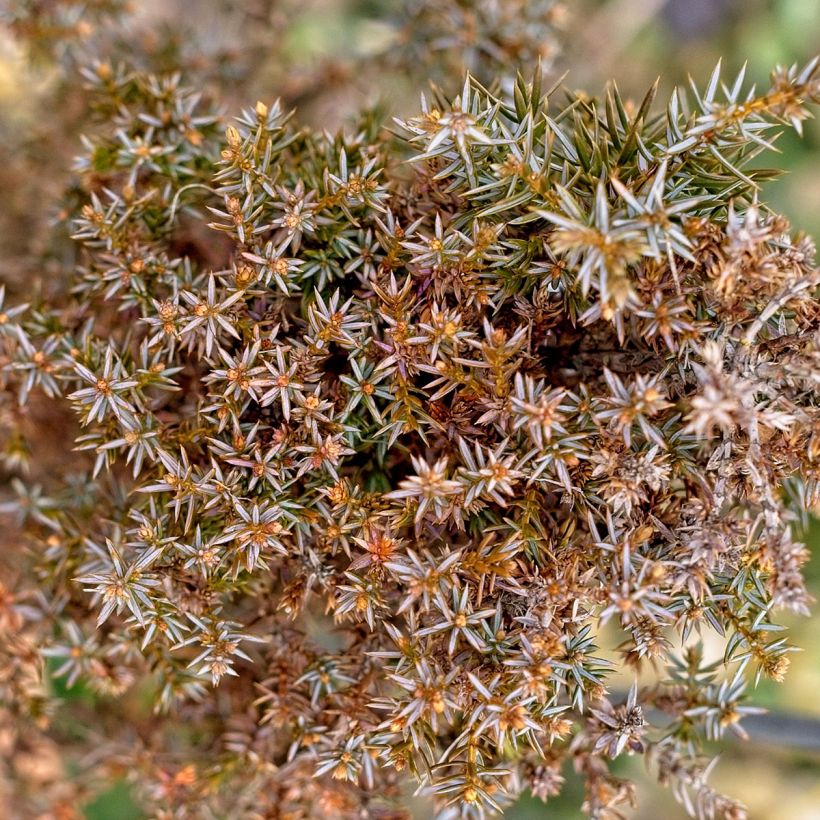 Genévrier commun - Juniperus communis Hibernica (Feuillage)