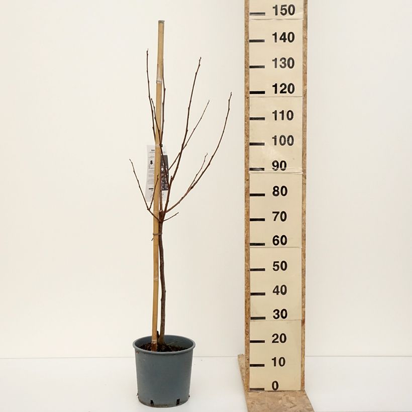 Spécimen de Kaki Muscat - Plaqueminier de Chine Pot de 7,5L/10L, GobeletHauteur livrée env. 140/160cm tel que livré en hiver
