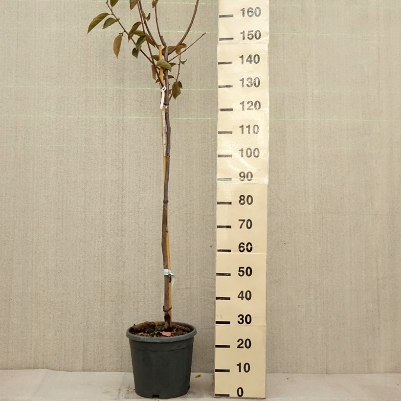 Spécimen de Diospyros kaki Fuyu - Plaqueminier - Kaki pomme Pot de 12L/15L, Demi-Tige tel que livré en automne