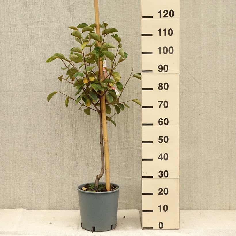 Spécimen de Diospyros kaki Fuyu - Plaqueminier - Kaki pomme Pot de 7,5L/10L, Gobelet tel que livré en automne