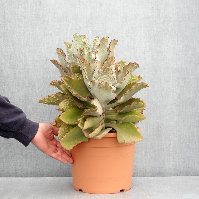 Spécimen de Kalanchoe beharensis Fang Pot de 7,5L/10L, 30/40 diamètre tel que livré au printemps