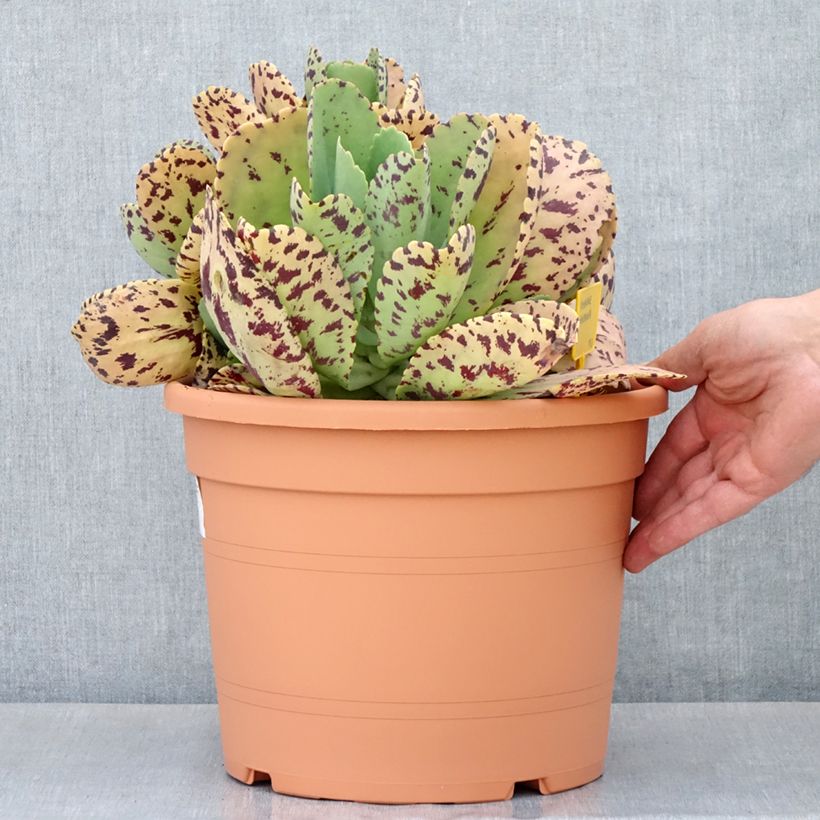 Spécimen de Kalanchoe marmorata - Kalanchoé marbré Pot de 7,5L/10L, 30/40 diamètre tel que livré au printemps