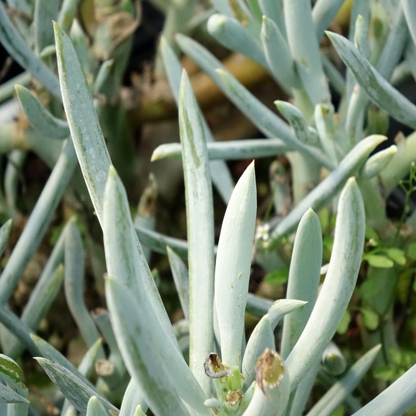Kalanchoe thyrsiflora Bronze Sculpture - Kalanchoé à fleurs en thyrse (Feuillage)