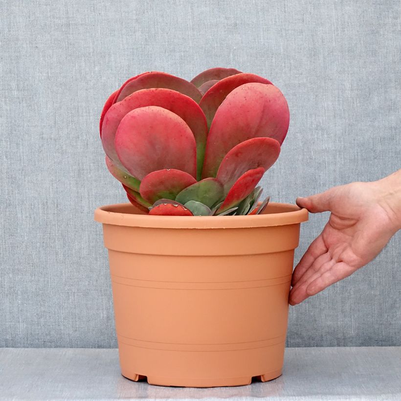 Spécimen de Kalanchoe thyrsiflora - Kalanchoé à thyrses Pot de 7,5L/10L, 20/30 diamètre tel que livré au printemps