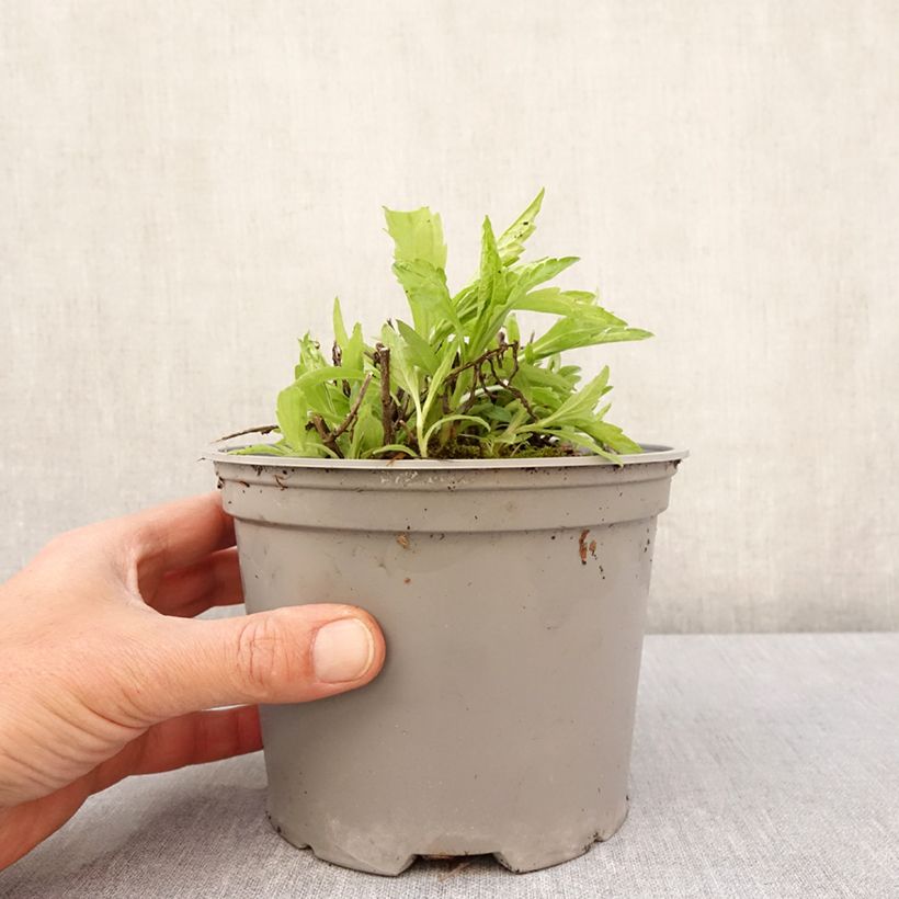 Spécimen de Kalimeris incisa Charlotte - Pot de 2L/3L tel que livré au printemps