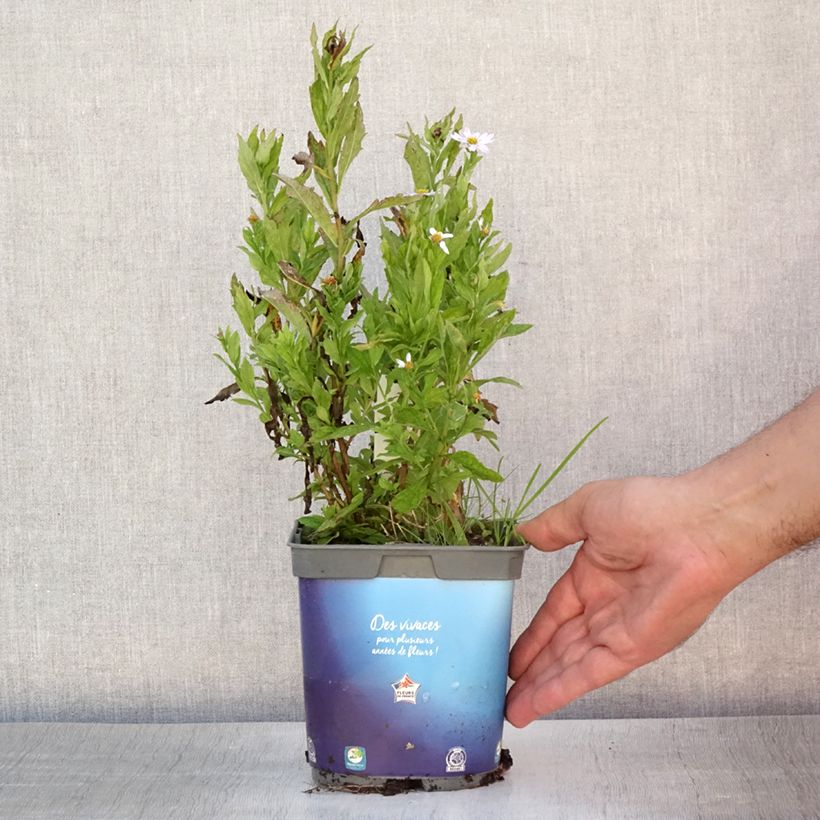 Spécimen de Kalimeris incisa Pot de 2L/3L tel que livré en été