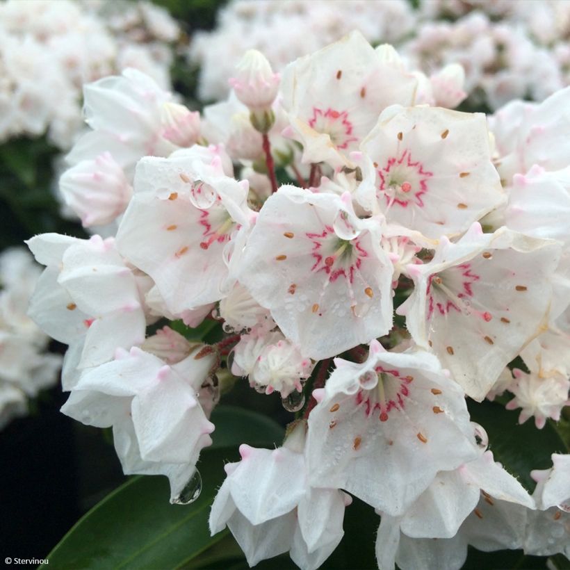 Kalmia latifolia Zébulon - Laurier des montagnes blanc nuancé de rose (Floraison)