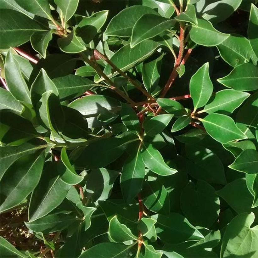 Kalmia latifolia - Laurier des montagnes rose pâle (Feuillage)