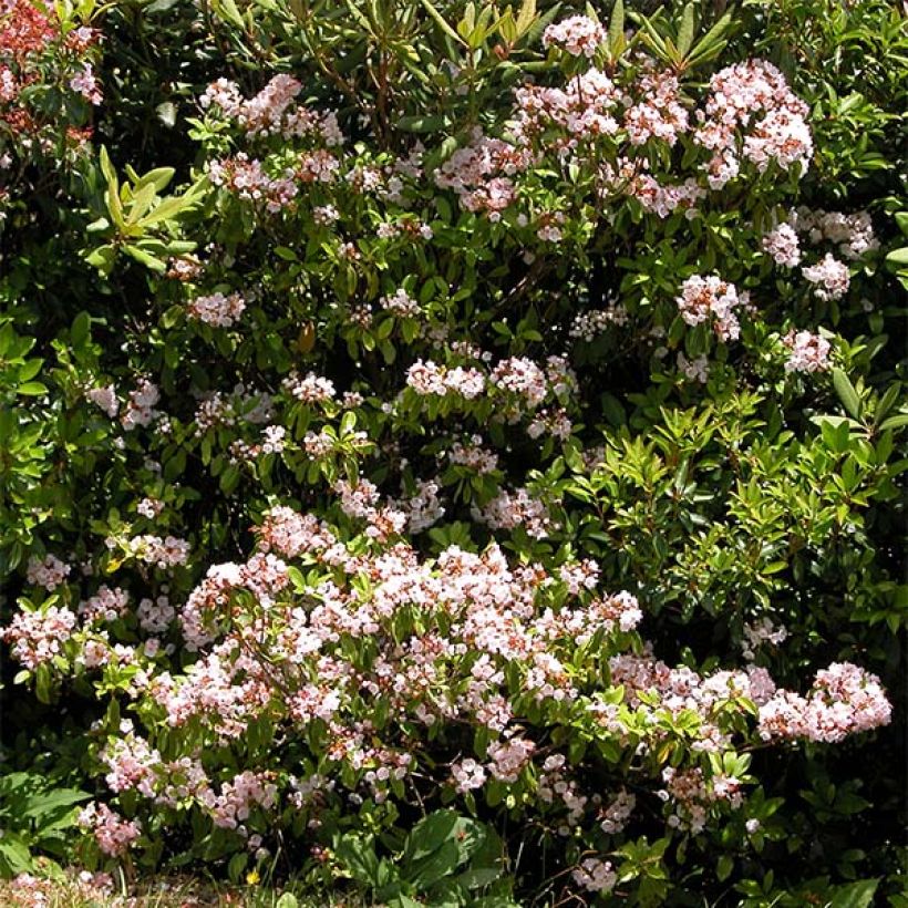 Kalmia latifolia - Laurier des montagnes rose pâle (Floraison)