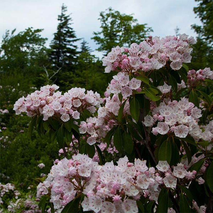 Kalmia latifolia - Laurier des montagnes rose pâle (Port)