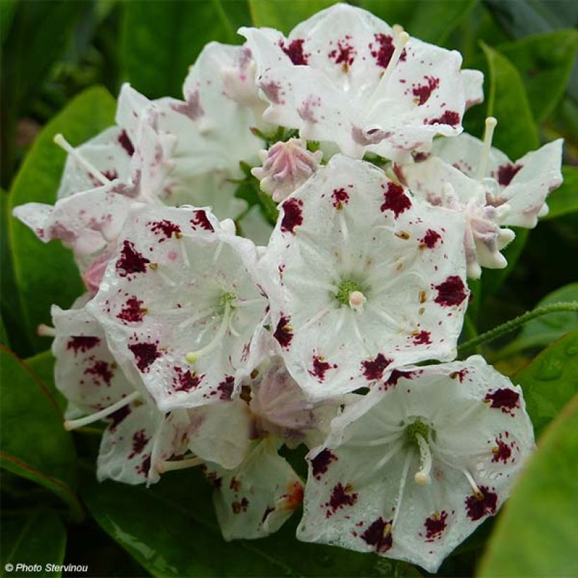 Kalmia latifolia Freckles - Laurier des montagnes noir et blanc (Floraison)
