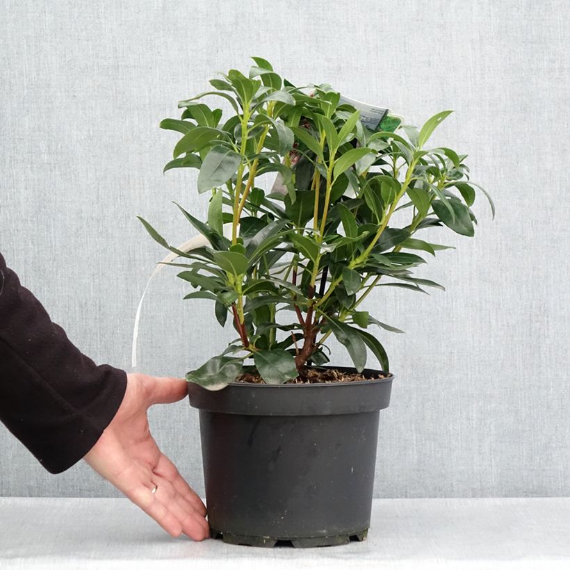 Spécimen de Kalmia latifolia Galaxy - Laurier des montagnes Pot de 4L/5L tel que livré au printemps