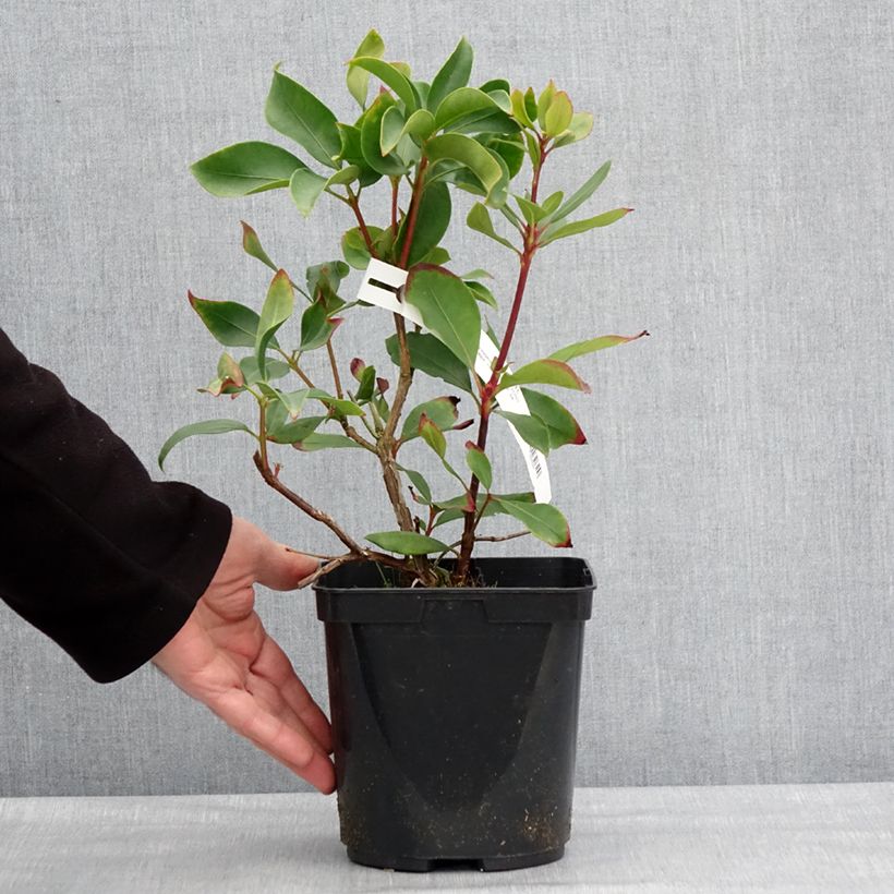 Spécimen de Kalmia latifolia Ideal - Laurier des montagnes Pot de 3L/4L tel que livré en hiver