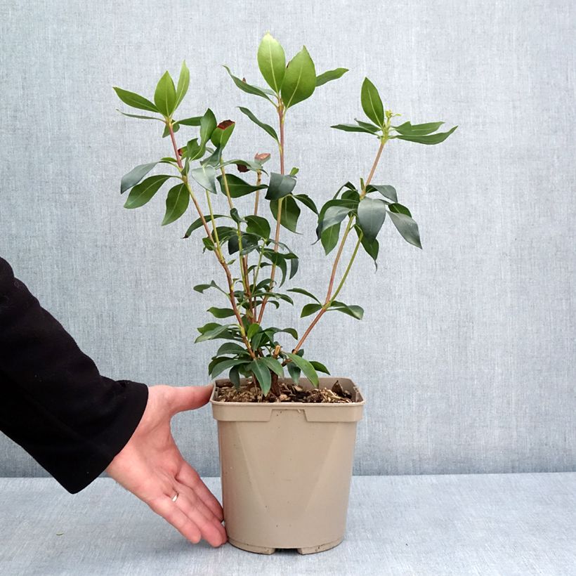 Spécimen de Kalmia latifolia Ideal - Laurier des montagnes Pot de 3L/4L tel que livré au printemps