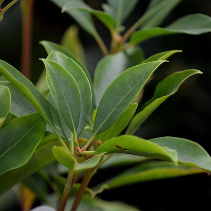 Kalmia latifolia Latchmin - Laurier des montagnes (Feuillage)