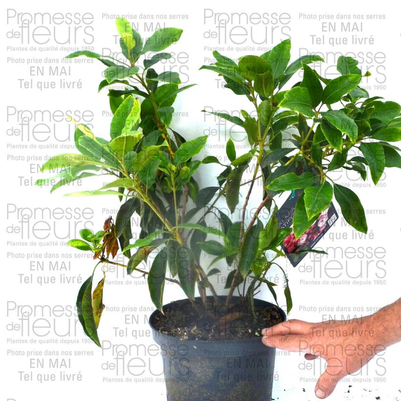 Exemple de spécimen de Kalmia latifolia Madeline - Laurier des montagnes double, rose pâle Pot de 4L/5L tel que livré
