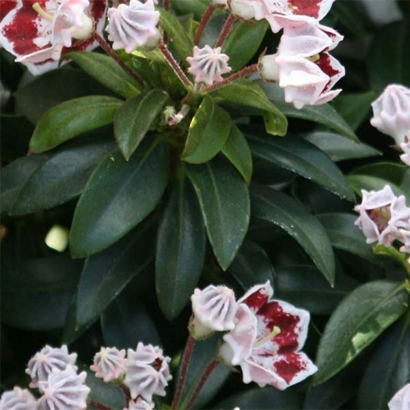 Kalmia latifolia Minuet - Laurier des montagnes (Feuillage)