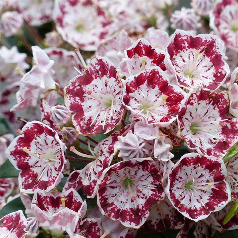 Kalmia latifolia Minuet - Laurier des montagnes (Floraison)