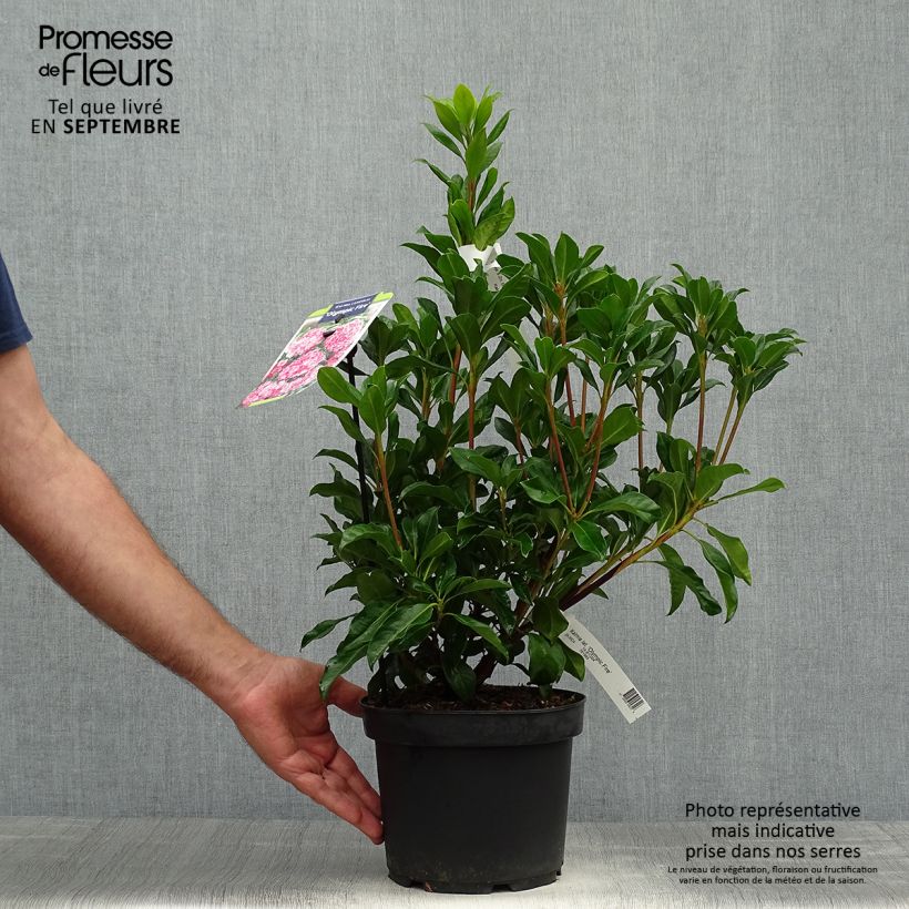 Spécimen de Kalmia latifolia Olympic Fire - Laurier des montagnes  rose vif et blanc Pot de 3L/4L tel que livré en automne