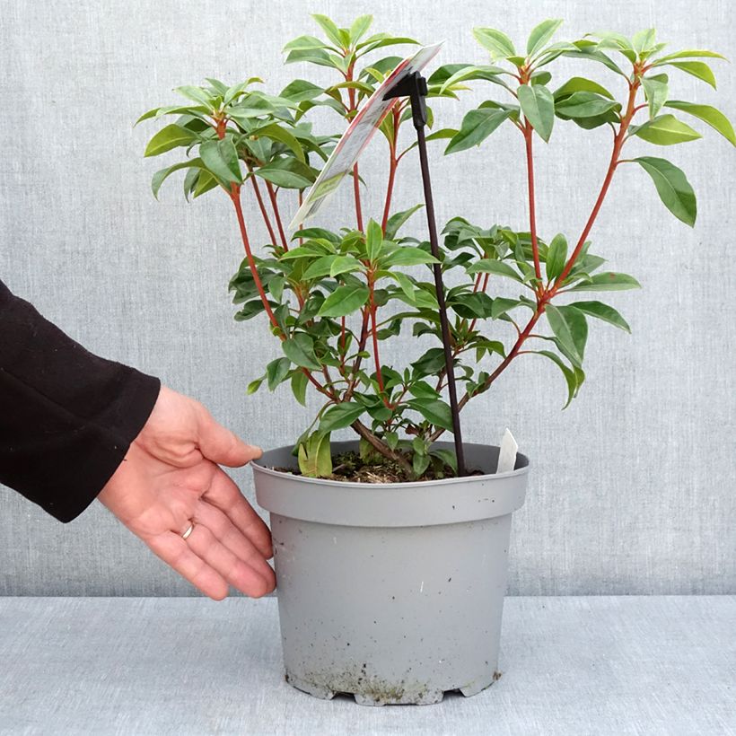 Spécimen de Kalmia latifolia Otsbo Red - Laurier des montagnes rouge et rose vif. Pot de 2L/3L tel que livré au printemps