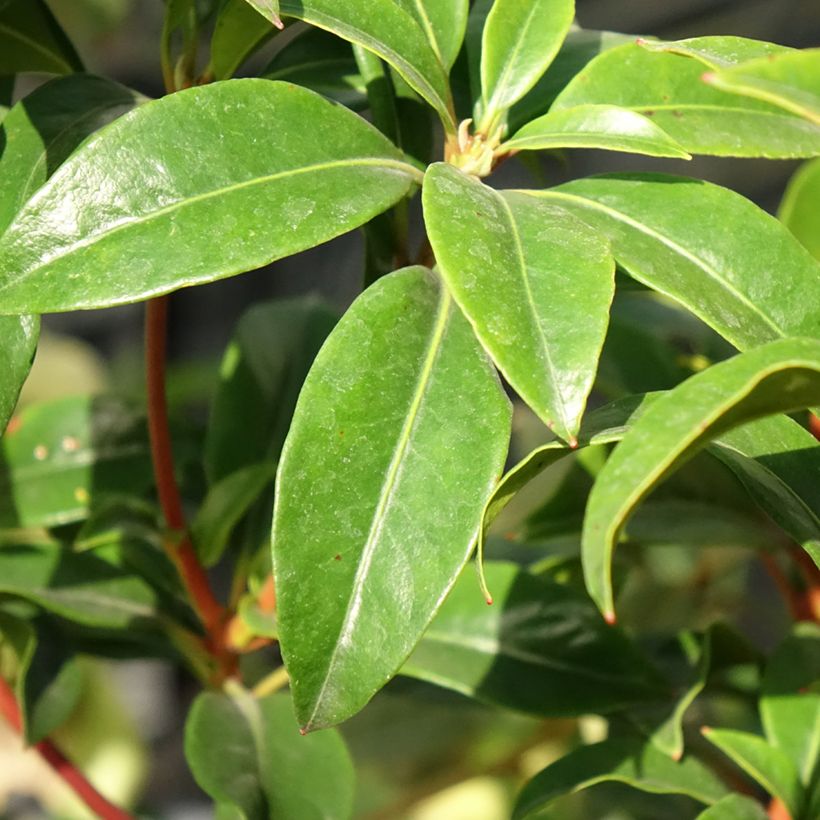 Kalmia latifolia Otsbo Red - Laurier des montagnes rouge et rose vif. (Feuillage)