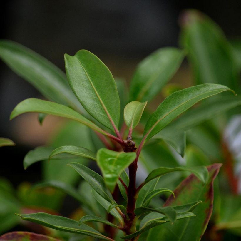 Kalmia latifolia Pinkobello - Laurier des montagnes rose vif  (Feuillage)