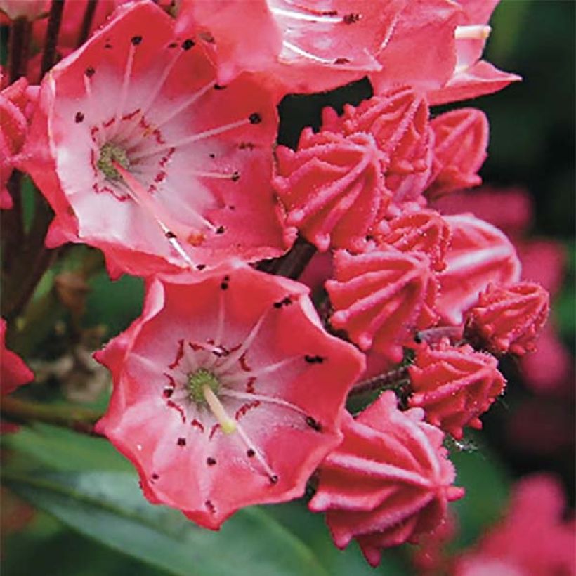 Kalmia latifolia Pinkobello - Laurier des montagnes rose vif  (Floraison)